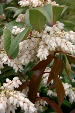 Red Tip Coastal Leucothoe - 1 Gallon Pot -Plant Promotion Store leucothoe axillaris red tip coastal 4