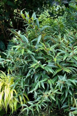 Red Tip Coastal Leucothoe - 1 Gallon Pot -Plant Promotion Store leucothoe axillaris red tip coastal 5