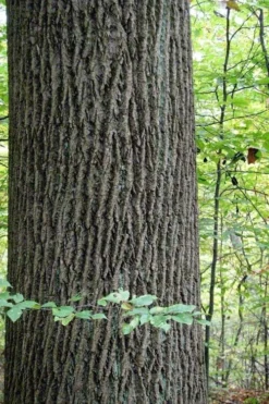 Tulip Poplar Tree (Liriodendron Tulipifera) - 3 Pack Of 1.5 Quart Pots -Plant Promotion Store liriodendron tulipifera yellow tulip poplar flower 11