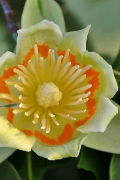 Tulip Poplar Tree (Liriodendron Tulipifera) - 3 Pack Of 1.5 Quart Pots -Plant Promotion Store liriodendron tulipifera yellow tulip poplar flower 12
