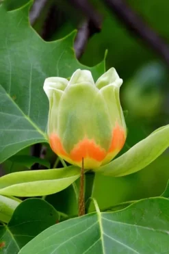 Tulip Poplar Tree (Liriodendron Tulipifera) - 3 Pack Of 1.5 Quart Pots -Plant Promotion Store liriodendron tulipifera yellow tulip poplar flower 6