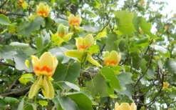 Tulip Poplar Tree (Liriodendron Tulipifera) - 3 Pack Of 1.5 Quart Pots -Plant Promotion Store liriodendron tulipifera yellow tulip poplar flower 8