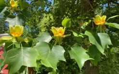 Tulip Poplar Tree (Liriodendron Tulipifera) - 3 Pack Of 1.5 Quart Pots -Plant Promotion Store liriodendron tulipifera yellow tulip poplar flower 9