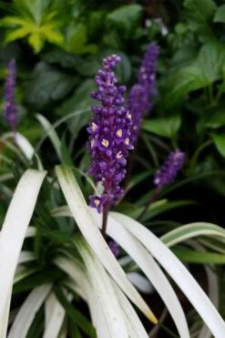 Okina Liriope (Frosted Monkey Grass) - 1 Gallon Pot -Plant Promotion Store liriope muscari okina lilyturf 4