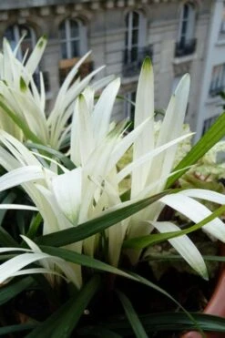 Okina Liriope (Frosted Monkey Grass) - 6 Pack Of 1 Gallon Pots -Plant Promotion Store liriope muscari okina lilyturf 5 1