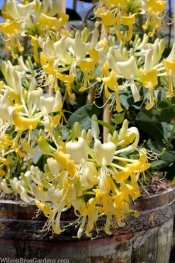 Scentsation Fragrant Yellow Honeysuckle - Lonicera Periclymenum - 3 Gallon Pot -Plant Promotion Store lonicera scentsation fragrant yellow honeysuckle 101
