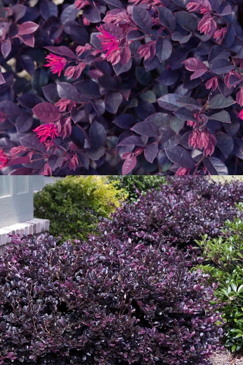 Purple Daydream Dwarf Loropetalum - 3 Gallon Pot 1 Purple Daydream Dwarf Loropetalum - 3 Gallon Pot
