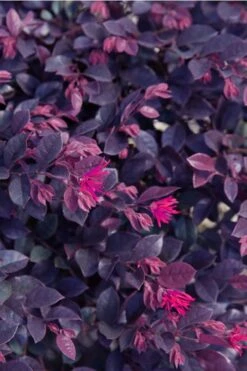 Purple Daydream Dwarf Loropetalum - 3 Gallon Pot 15 Purple Daydream Dwarf Loropetalum - 3 Gallon Pot -Plant Promotion Store loropetalum purple daydream 21