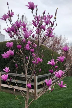 Ann Magnolia Tulip Tree - 2 Gallon Pot 12 Ann Magnolia Tulip Tree - 2 Gallon Pot -Plant Promotion Store magnolia ann tulip tree 100 2