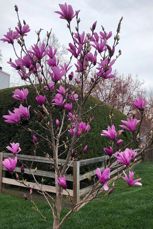Ann Magnolia Tulip Tree - 2 Gallon Pot 4 Ann Magnolia Tulip Tree - 2 Gallon Pot - Image 4