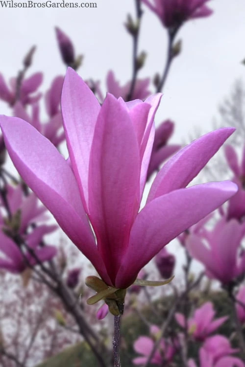 Ann Magnolia Tulip Tree - 2 Gallon Pot 1 Ann Magnolia Tulip Tree - 2 Gallon Pot
