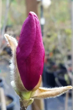 Betty Magnolia Tulip Tree - 3 Gallon Pot -Plant Promotion Store magnolia betty 21 1