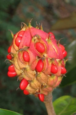 Victoria Cold Hardy Evergreen Magnolia - 7 Gallon Pot (5-6') -Plant Promotion Store magnolia edith bogue fruit 1