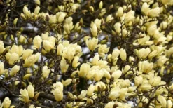 Elizabeth Magnolia (Tulip Tree) - 5 Gallon Pot 18 Elizabeth Magnolia (Tulip Tree) - 5 Gallon Pot -Plant Promotion Store magnolia elizabeth 15