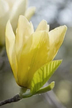 Elizabeth Magnolia (Tulip Tree) - 5 Gallon Pot 21 Elizabeth Magnolia (Tulip Tree) - 5 Gallon Pot -Plant Promotion Store magnolia elizabeth 2