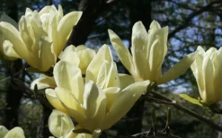 Elizabeth Magnolia (Tulip Tree) - 5 Gallon Pot 19 Elizabeth Magnolia (Tulip Tree) - 5 Gallon Pot -Plant Promotion Store magnolia elizabeth 4