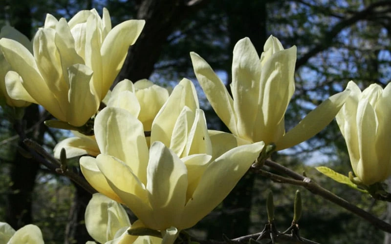 Elizabeth Magnolia (Tulip Tree) - 5 Gallon Pot 9 Elizabeth Magnolia (Tulip Tree) - 5 Gallon Pot - Image 9