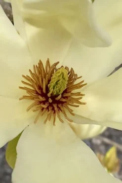 Elizabeth Magnolia (Tulip Tree) - 5 Gallon Pot 16 Elizabeth Magnolia (Tulip Tree) - 5 Gallon Pot -Plant Promotion Store magnolia elizabeth 6