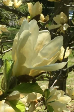 Elizabeth Magnolia (Tulip Tree) - 5 Gallon Pot 20 Elizabeth Magnolia (Tulip Tree) - 5 Gallon Pot -Plant Promotion Store magnolia elizabeth 8