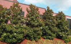 Little Gem Dwarf Southern Magnolia - 7 Gallon Pot (4-5') -Plant Promotion Store magnolia little gem 11