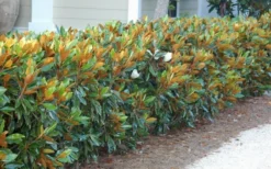 Little Gem Dwarf Southern Magnolia - 7 Gallon Pot (4-5') -Plant Promotion Store magnolia little gem 12