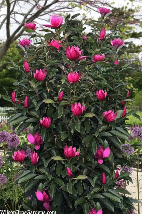 Pink Pyramid Magnolia (Tulip Tree) - 7 Gallon Pot 4 Pink Pyramid Magnolia (Tulip Tree) - 7 Gallon Pot - Image 4