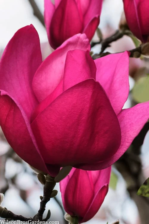 Pink Pyramid Magnolia (Tulip Tree) - 7 Gallon Pot 1 Pink Pyramid Magnolia (Tulip Tree) - 7 Gallon Pot