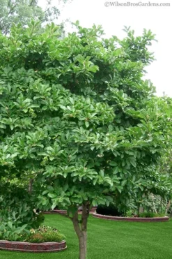 Centennial Star Magnolia - 1 Gallon Pot 12 Centennial Star Magnolia - 1 Gallon Pot -Plant Promotion Store magnolia stellata 1 5