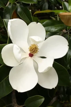Teddy Bear Dwarf Southern Magnolia - 7 Gallon Pot (3-4') -Plant Promotion Store magnolia teddy bear 3