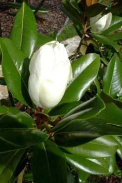Victoria Cold Hardy Evergreen Magnolia - 7 Gallon Pot (5-6') -Plant Promotion Store magnolia victoria 8