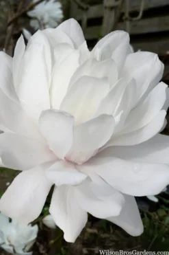 Wildcat Star Magnolia Tree - 3 Gallon Pot