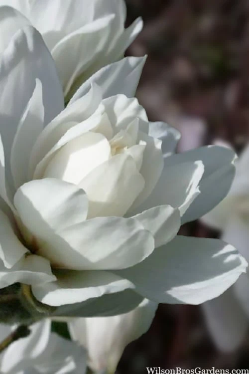 Wildcat Star Magnolia Tree - 3 Gallon Pot 6 Wildcat Star Magnolia Tree - 3 Gallon Pot - Image 6