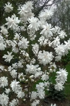 Wildcat Star Magnolia Tree - 3 Gallon Pot 10 Wildcat Star Magnolia Tree - 3 Gallon Pot -Plant Promotion Store magnolia x loebneri wildcat star magnolia 8
