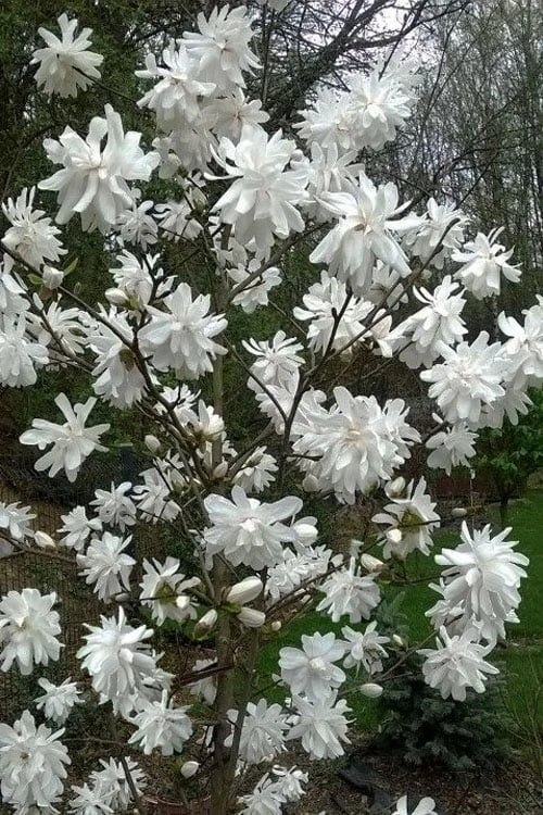 Wildcat Star Magnolia Tree - 3 Gallon Pot 4 Wildcat Star Magnolia Tree - 3 Gallon Pot - Image 4