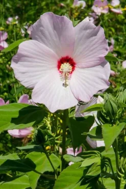 Rose Mallow Hardy Hibiscus (Hibiscus Moscheutos) - 2.5 Quart Pot -Plant Promotion Store mallow rose 500x750 1