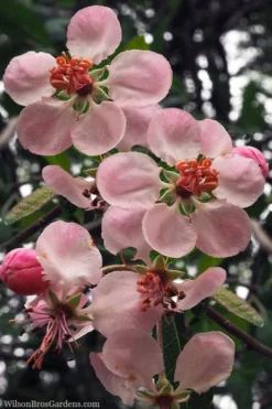 Southern Crabapple (Malus Angustifolia) - 1 Gallon Pot 9 Southern Crabapple (Malus Angustifolia) - 1 Gallon Pot -Plant Promotion Store malus angustifolia southern crabapple tree flowers 2