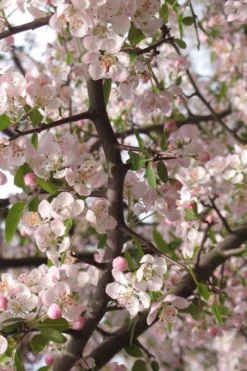Southern Crabapple (Malus Angustifolia) - 1 Gallon Pot 11 Southern Crabapple (Malus Angustifolia) - 1 Gallon Pot -Plant Promotion Store malus angustifolia southern crabapple tree flowers 4