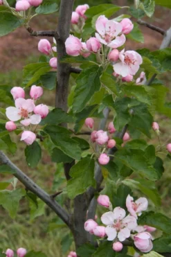 American Sweet Crabapple Tree (Malus Coronaria) - 1 Gallon Pot -Plant Promotion Store malus coronaria american sweet crabapple 2