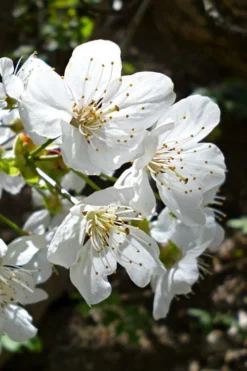 American Sweet Crabapple Tree (Malus Coronaria) - 1 Gallon Pot -Plant Promotion Store malus coronaria american sweet crabapple 3