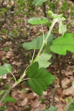 American Sweet Crabapple Tree (Malus Coronaria) - 1 Gallon Pot -Plant Promotion Store malus coronaria american sweet crabapple 5