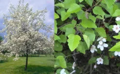 American Sweet Crabapple Tree (Malus Coronaria) - 1 Gallon Pot -Plant Promotion Store malus coronaria american sweet crabapple 6