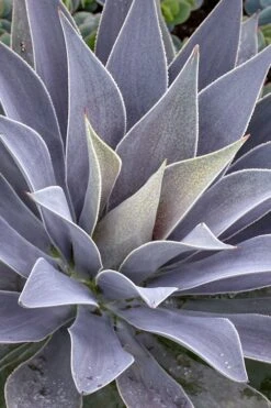 Lavender Lady Mangave - 1 Gallon Pot -Plant Promotion Store mangave lavender lady 1