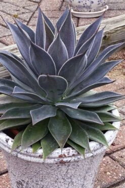 Lavender Lady Mangave - 1 Gallon Pot -Plant Promotion Store mangave lavender lady 3