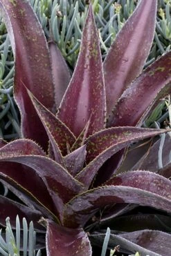 Mission To Mars Mangave - 1 Gallon Pot -Plant Promotion Store mangave mission to mars 2