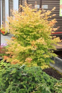 Bihou Yellow Bark Japanese Maple - 3 Gallon Pot -Plant Promotion Store maple japanese bihou 2 500x750 1