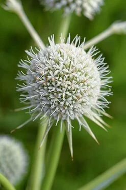 Rattlesnake Master (Eryngium Yuccifolium) - 1 Gallon Pot -Plant Promotion Store master rattlesnake 500x750 1