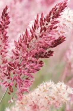 Savannah Ruby Grass (Melinus Nerviglumis) - 6 Pack Of 1 Gallon Pots -Plant Promotion Store melinus nerviglumis ruby grass 1