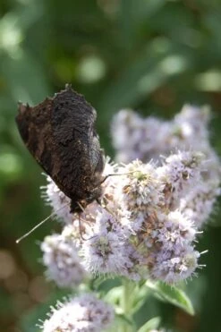 Mojito Mint Plant - 6 Pack Of Pint Pots -Plant Promotion Store mentha x villosa mojito mint 4