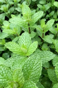 Mojito Mint Plant - 6 Pack Of Pint Pots -Plant Promotion Store mentha x villosa mojito mint 6