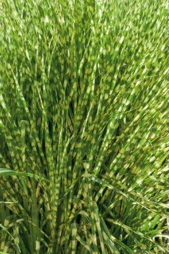 Gold Breeze Zebra Grass (Miscanthus) - 1 Gallon Pot -Plant Promotion Store miscanthus gold breeze zebra grass 10
